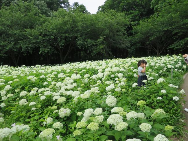 相模原北公園 あじさい散歩 相模原 神奈川県 の旅行記 ブログ By Umechan2さん フォートラベル