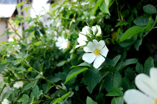 素朴で可憐なバラが咲いていました。