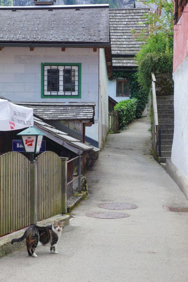 メインのゼー通りは観光客が多すぎてビックリしましたが、<br />山側1本上のこの道は人も少なくいい感じ。<br />猫ちゃんは居心地の良い所を知っています。