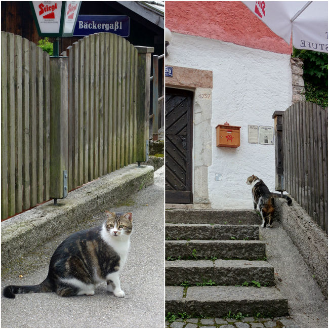 しばし猫ちゃんの追っかけをする。