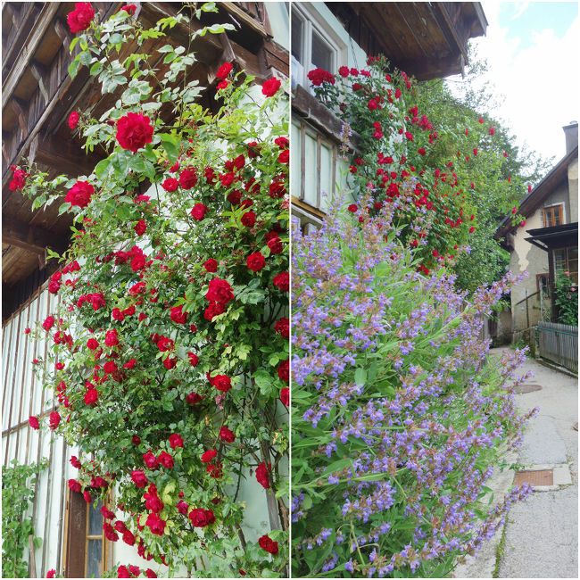 この季節、ホントお花があちこちで咲き乱れていて、<br />お花が咲いている所は、女子の撮影スポットとなっていました。