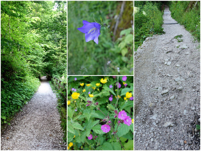 行きはケーブルカーで一気に登ってきましたが、かなりの急坂。<br />案の定、翌日からは筋肉痛でガニ股歩きとなりました。<br /><br />時々すれ違う人がいる程度で、道端の野草に元気づけられる。。