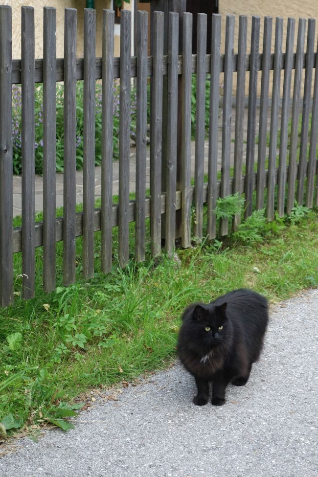 この猫ちゃんがやたらすり寄ってきて、私の後をついてくる。<br />こういうフレンドリーな猫ちゃん、大好き！