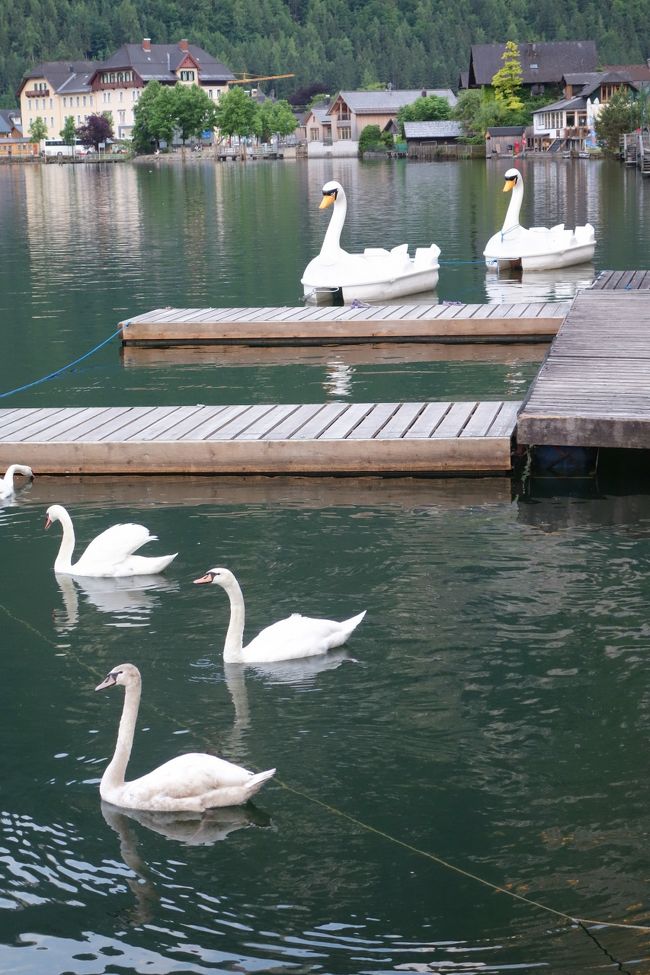 白鳥ボート乗り場にはいつも白鳥がたむろ。<br />白鳥ボートは足でこぐタイプですが、他にもモーター付きのボートも借りれます。