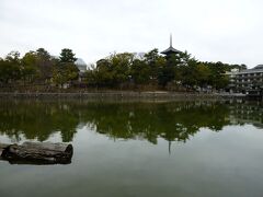 次は興福寺に向かいます。
猿沢池越しに五重塔が見えます。