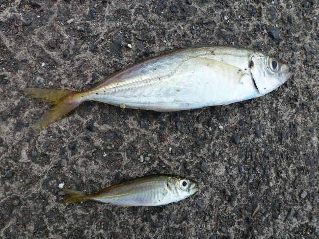 ２０１７年 今年初の豆アジ釣りは小浜港へ サビキ釣り 小浜 若狭 福井県 の旅行記 ブログ By Ma Yuさん フォートラベル