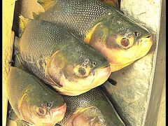 「マナウス・モデルノ市場～Feira Manaus Moderna～」

８～１０人分／匹は、ありそーな代物ばかりです。