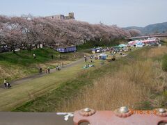 足羽川沿いの桜。