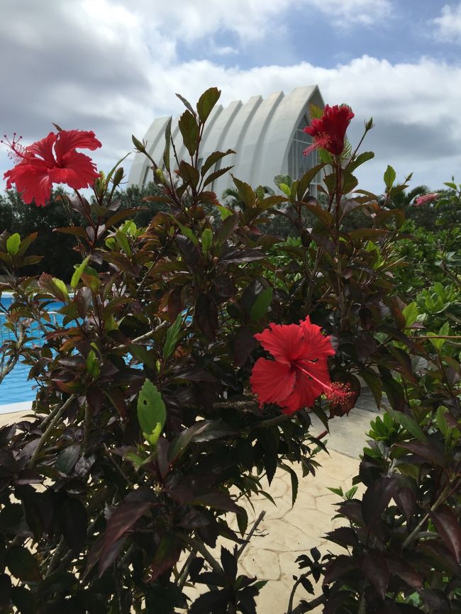 さて、お腹も落ち着いてきたところでお庭やビーチを散策<br /><br />さすが南の島<br />ハイビスカスが太陽に向かって凛と咲く姿に<br />心が潤う