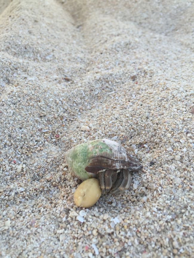 やどかりさんにも遭遇♪