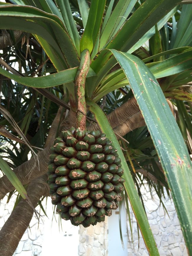 これは...<br />なんだっけ？<br /><br />南の島っぽい！