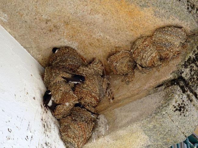 ツバメの巣。笑。