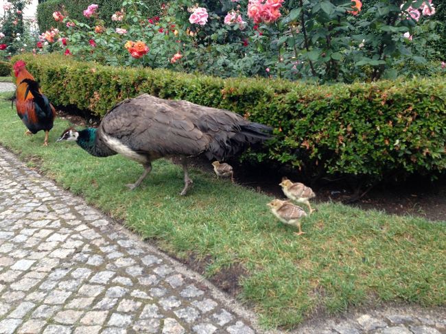 テイスティングルームの外，クジャクの子供が遊んでた．