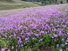 東藻琴の芝桜はもう終わってました。

一部だけ残っていたのでアップで撮影。