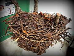 【国立アマゾン研究所 (INPA)】

何か　鳥の巣の実物なんですが......確か、説明では...鷹だったような....
