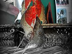 【国立アマゾン研究所 (INPA)】

あ～本物が見たい～ワクワク～ワクワク～～




.....つづく......