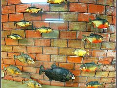 【国立アマゾン研究所 (INPA)】

ピラニアの大きさもさまざま。

これまで剥製は何十匹も見たものの...動いている奴は見た事無いし...