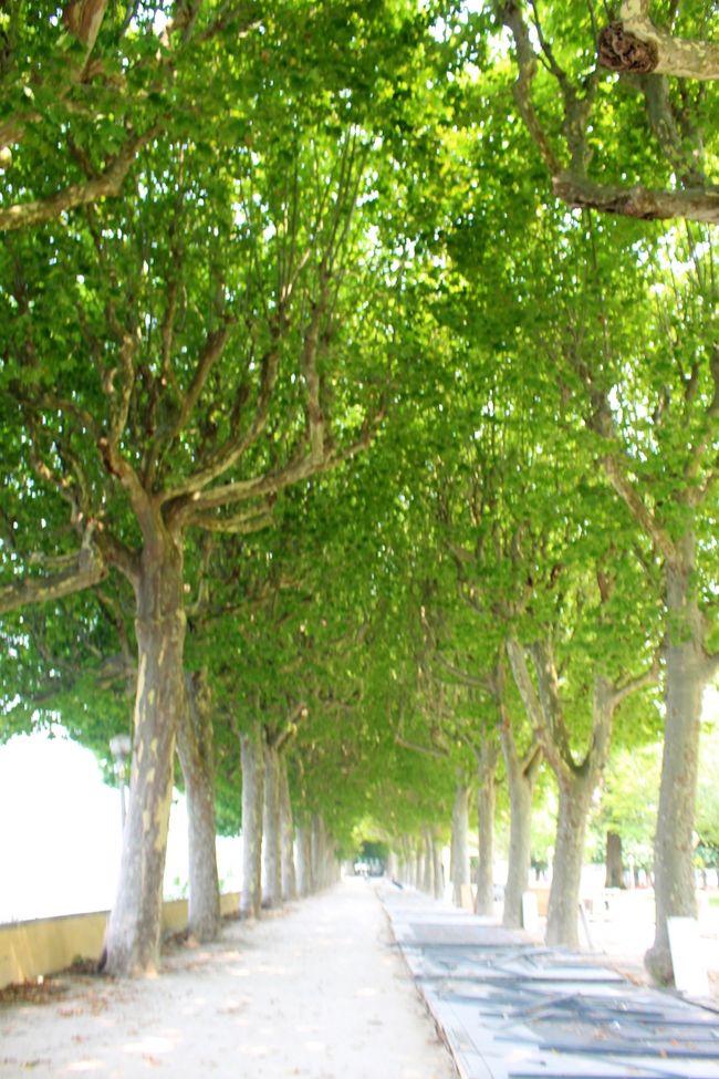 川沿いの道を歩きます。<br />コンクリートと土の上では体感の暑さが全然違います。<br />