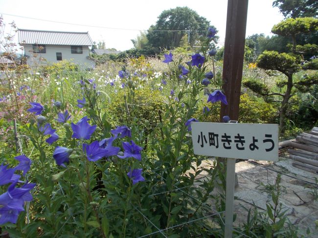 変わらぬ愛 １００万本 遠州 森町 ききょう寺 お花 ２０の４ １０月公演記念 カバーの女王 田川寿美 １５本 本人１５本 森 静岡県 の旅行記 ブログ By 浜ぎんこさん フォートラベル