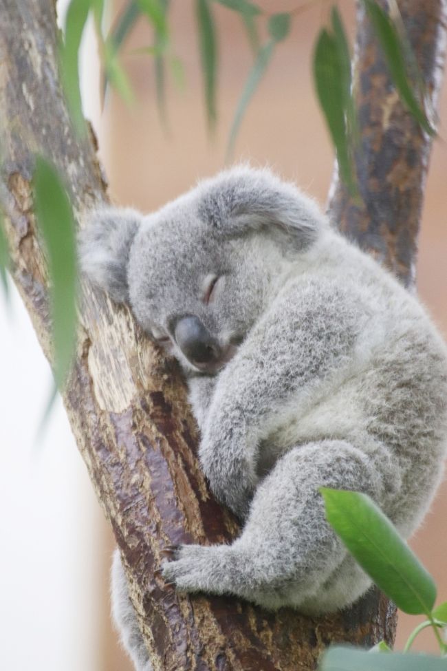 あじさい咲く夏の初めの埼玉こども動物自然公園 東園編 コアラの赤ちゃんのニーナちゃんとシマオイワワラビーの赤ちゃんに会いたい 東松山 埼玉県 の旅行記 ブログ By まみさん フォートラベル