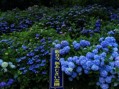丹州觀音寺

下の駐車場前は青がわっさー。