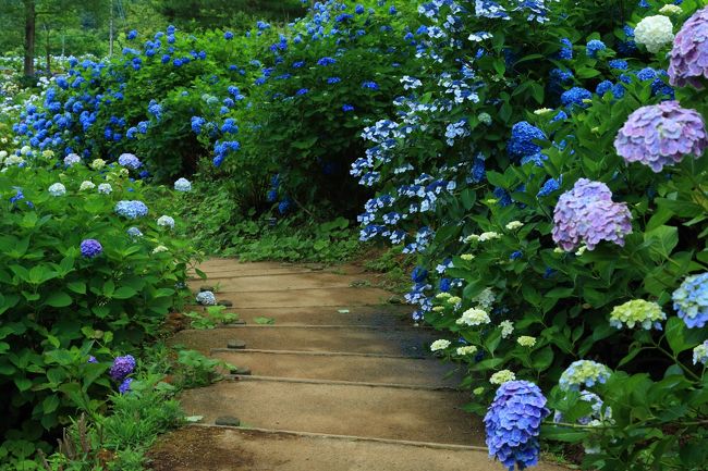 京都 紫陽花めぐり 丹州觀音寺 舞鶴自然文化園 福知山 京都 の旅行記 ブログ By ふーさん フォートラベル