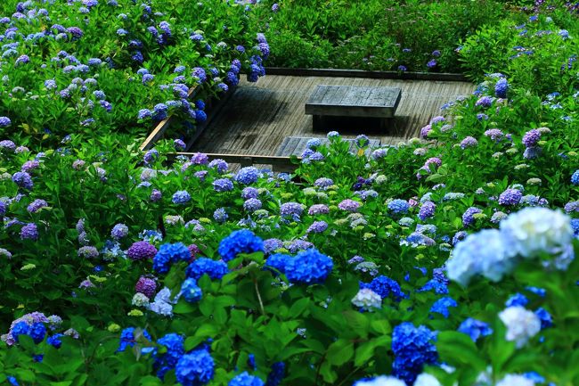 京都 紫陽花めぐり 丹州觀音寺 舞鶴自然文化園 福知山 京都 の旅行記 ブログ By ふーさん フォートラベル
