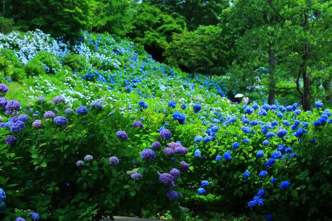 京都 紫陽花めぐり 丹州觀音寺 舞鶴自然文化園 福知山 京都 の旅行記 ブログ By ふーさん フォートラベル