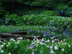 9：10　卯辰山（うたつやま）花菖蒲園

花菖蒲のピークは過ぎだけど2900株の紫陽花は見頃。