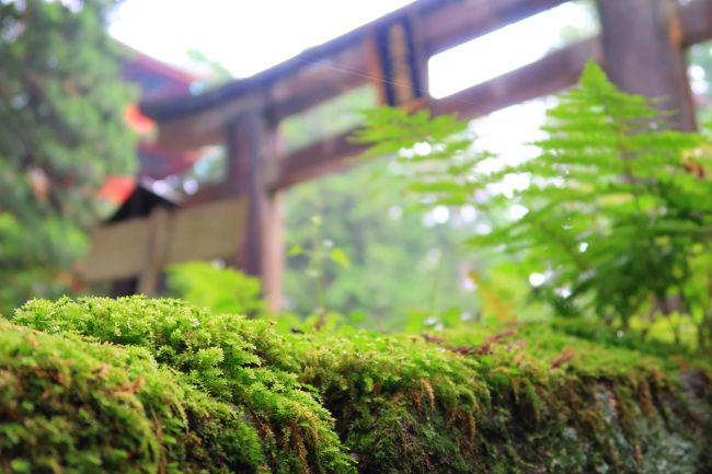 元日光苔さんぽ 滝尾道 17 7 日光 栃木県 の旅行記 ブログ By 秋穂さん フォートラベル 元日光苔さんぽ 滝尾道 17 7 日光 栃木県 の旅行記 ブログ By 秋穂さん フォートラベル