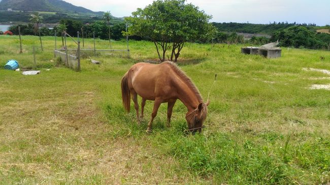 ドライブしてると馬発見<br />美人な馬でした。