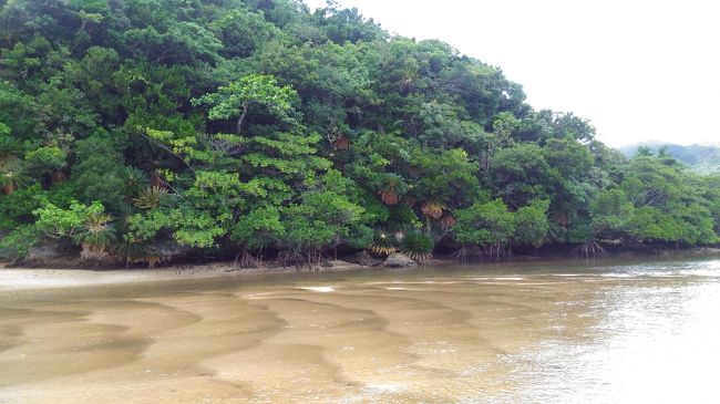 ドライブしててたまたま見つけたマングローブ<br />