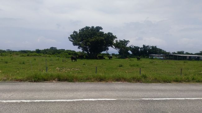 午前中は程よい暑さで、自転車を走らせると風も感じるので本当に気持ちよかった！<br /><br />食後の午後。<br />暑さが尋常じゃない！！<br />地図見てもどこがどこだか分からない。<br />人がいない！笑<br /><br />自転車はとてもオススメですが、夏なら午前中だけにした方が良いかもです。<br /><br />軽い熱中症にかかり、竹富島から帰ったらこの日はホテルで休んでました。<br />身体の熱が抜けない感じでしたが、元気は元気だったので特に病院にお世話になることもなく。<br />買った石垣島産パイナップルを食べて夜には復活しました！<br /><br />今回一番一人旅で良かったかもと思った瞬間です。笑<br />体調不良になったら一人で遊びに行ってくれる友人なら良いんですけどね・・・一人行動できない子だと一緒に休ませちゃうことになるので申し訳なさすぎです。