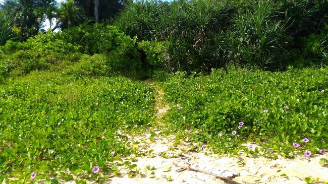 ドライブで立ち寄った「石垣の塩」のお店<br />海水を吸い上げているというビーチまで行って、海水を味見！<br />塩っ辛くないんですね～<br /><br />ビーチまでこのトトロが出てきそうな道を通りました。<br />何か出てきたら嫌なのでダッシュしました。笑<br /><br />こちらでもお土産を購入