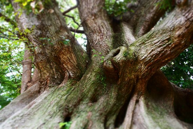 そして脇には大きな木々。<br /><br />神社のあるところは木々を大切にしていますよね～