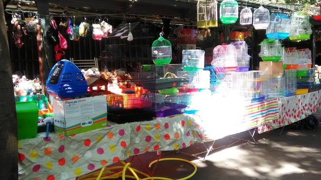 鳥市だそうです