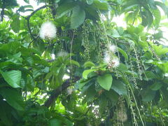 【原生植物園散策 高雄 2017/06/30】

早朝散歩。原生植物園散策、ここは私のお気に入りの一つです。