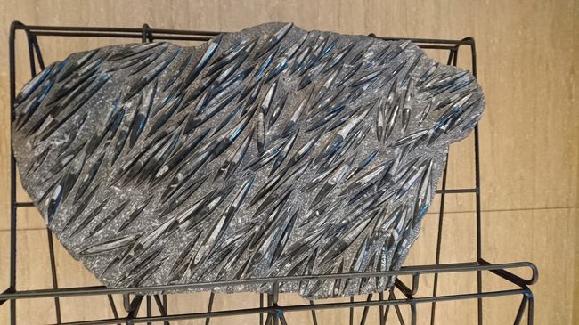 各所に化石のディスプレイがありました。