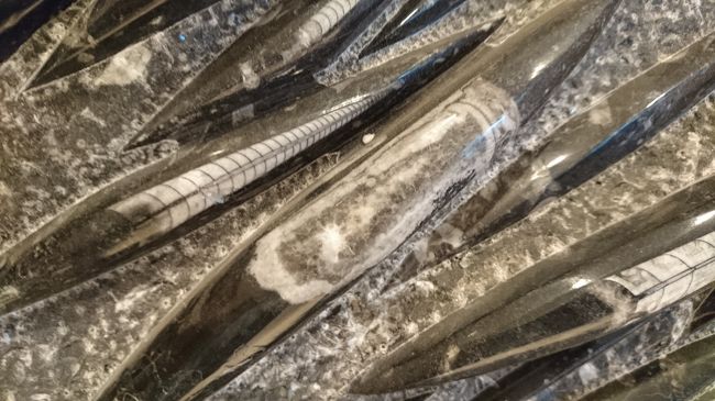 近傍で発掘されているのでしょうか？