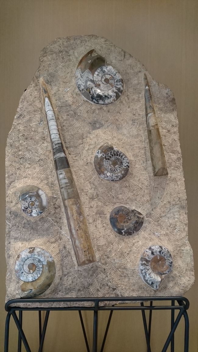 こちらにも化石のディスプレイ。