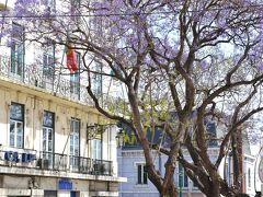 カイス・ド・ソドレ駅前のジャカランダの樹。花の鮮やかさに驚きました。
ほんとに不思議。。。