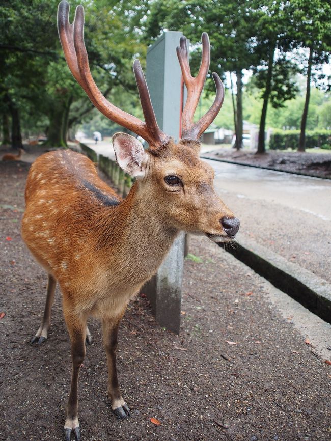 歩いていると少し離れた所にたくさんの鹿がいました<br /><br />相方に<br /><br />「ちょっと見に行こうよ～」<br /><br />と言うと<br /><br />「わざわざ行かなくてもこれから飽きるぐらい鹿おるって」<br /><br />というので先に進むことに<br /><br />おおっ♪<br /><br />鹿、いました