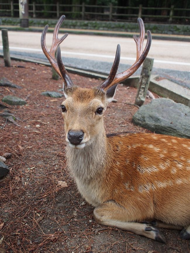 くつろいでいる鹿<br /><br />かわいいなぁ～