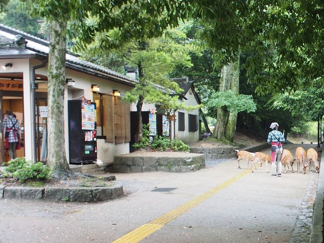 お店の人からエサをもらう鹿たち