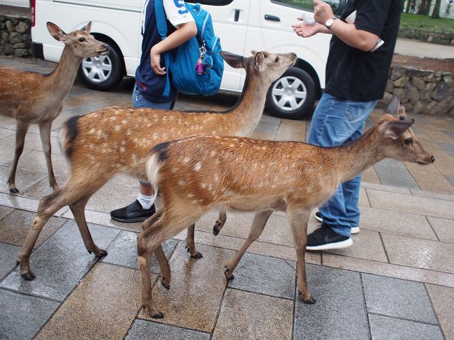 ちなみに鹿せんべいを買うと一気に鹿が集まってきます<br />怖いぐらいに・・・<br /><br />鹿に囲まれた男性は<br />「没有」「没有」<br />と言いながら何も持っていない手を見せていました<br /><br />その様子を見ていた相方<br /><br />「鹿に囲まれたら＜没有＞って言えばええんやな」<br /><br />って。<br /><br />多分、ここにいる鹿たちは中国語が理解できているはず