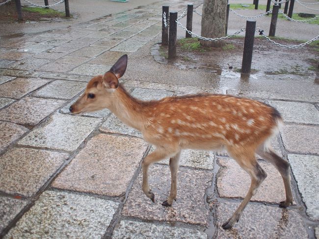 かわいい小鹿ちゃん