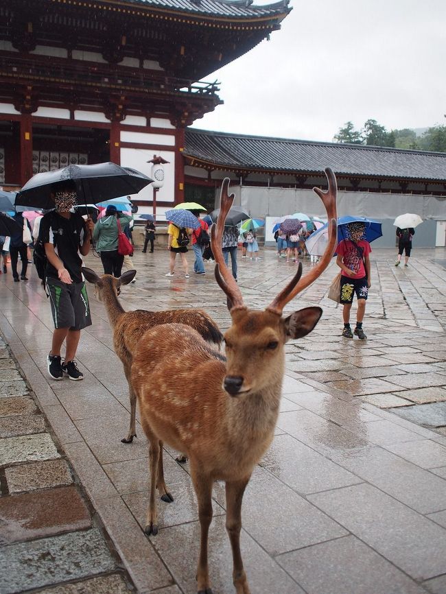 ここにもたくさんの鹿