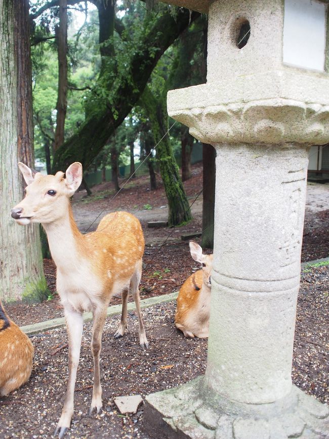 小雨になったので二月堂まで行ってみましょう
