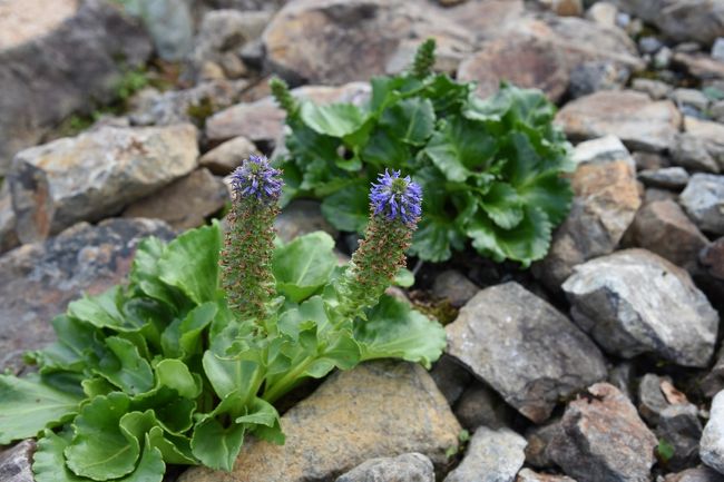 白馬五竜トレッキングで高山植物を満喫!!