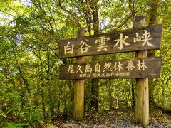 宮崎駿監督が何度も訪れ、
映画「もののけ姫」の舞台にしたという
白谷雲水峡の森。

「峡」の前に爽やかな４文字が並び
漢字の順番を覚えられないワタシは
もののけの森、と呼んでたー。